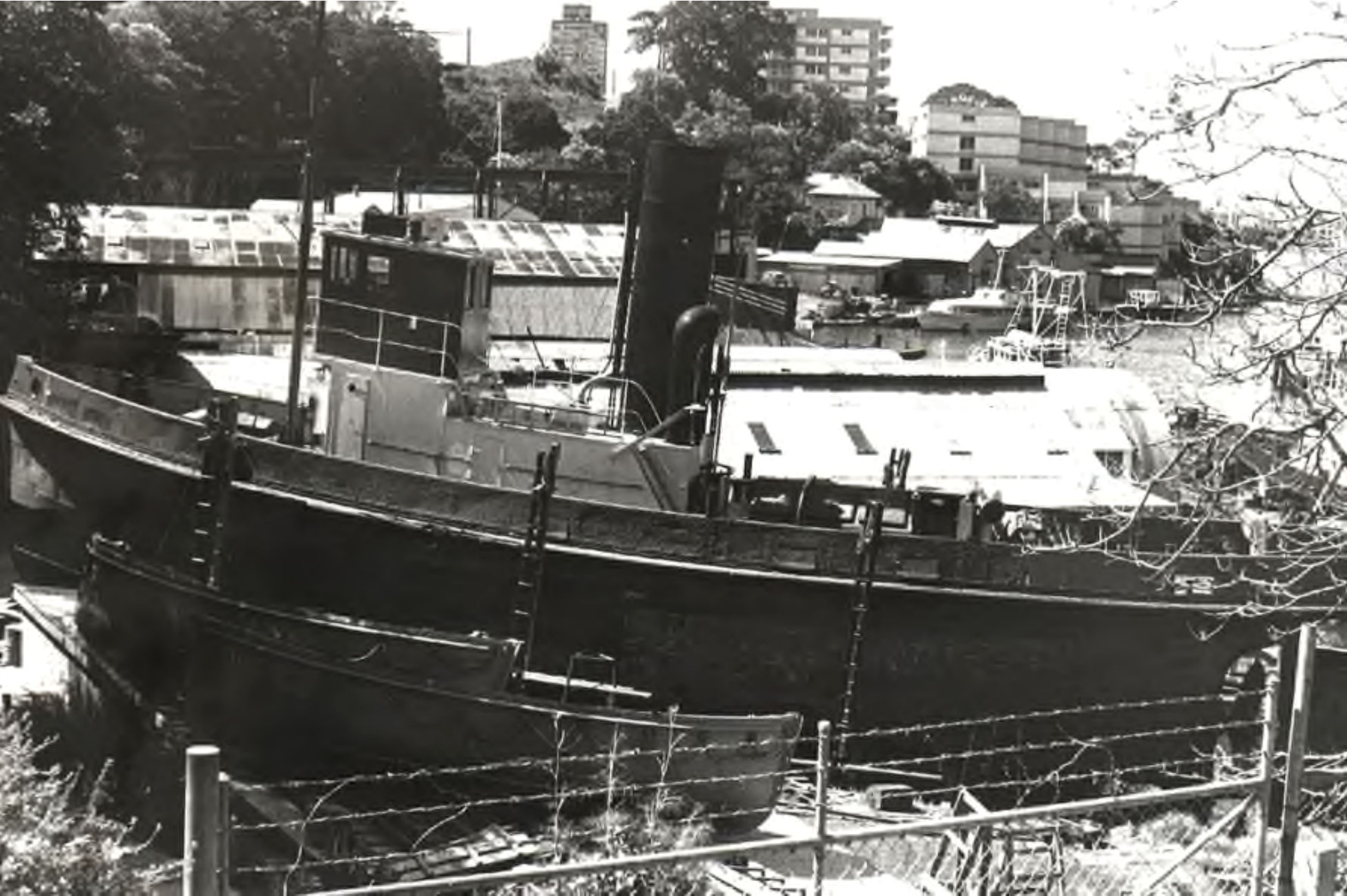 Wattle on the slip at Berry's Bay 1978, Graeme Andrews Collection